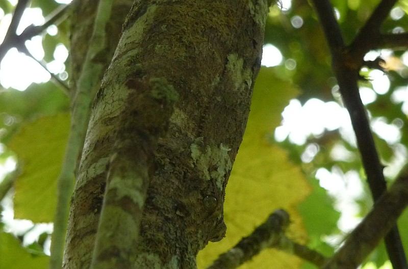 Illustration for article titled Reptile review! Now THAT'S Good Camouflage